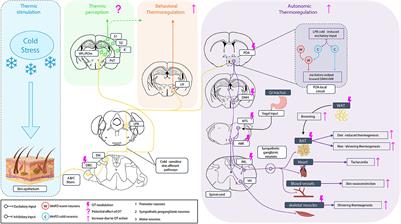 Modulation of the thermosensory system by oxytocin